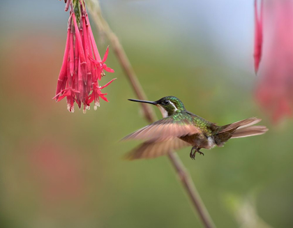 Picture of GRAY TAILED MOUNTAIN GEM HUMMINGBIRD