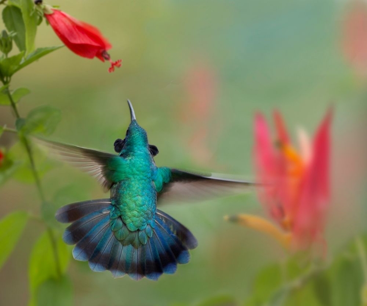 Picture of GREEN VIOLET-EAR HUMMINGBIRD