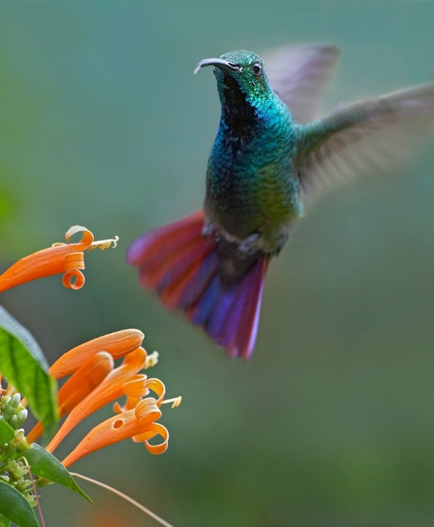 Picture of GREEN BREASTED MANGO HUMMINGBIRD AT FLAME VINE