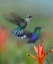 Picture of CROWNED WOOD NYMPH HUMMINGBIRDS