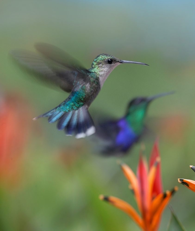 Picture of CROWNED WOOD NYMPH HUMMINGBIRDS