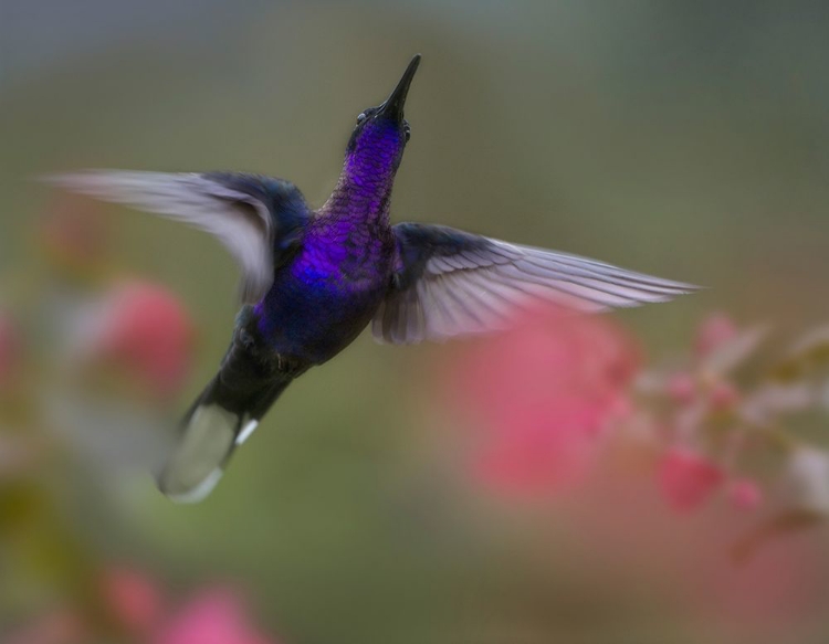 Picture of VIOLET SABREWING HUMMINGBIRD