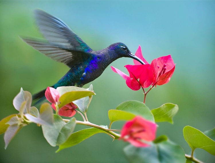 Picture of VIOLET SABREWING HUMMINGBIRD