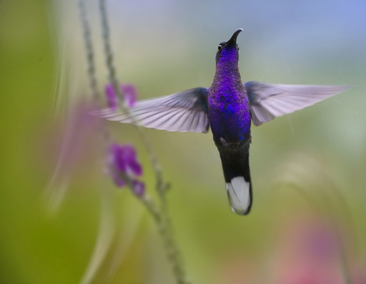 Picture of VIOLET SABREWING HUMMINGBIRD