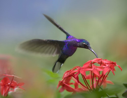 Picture of VIOLET SABREWING HUMMINGBIRD