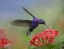 Picture of VIOLET SABREWING HUMMINGBIRD