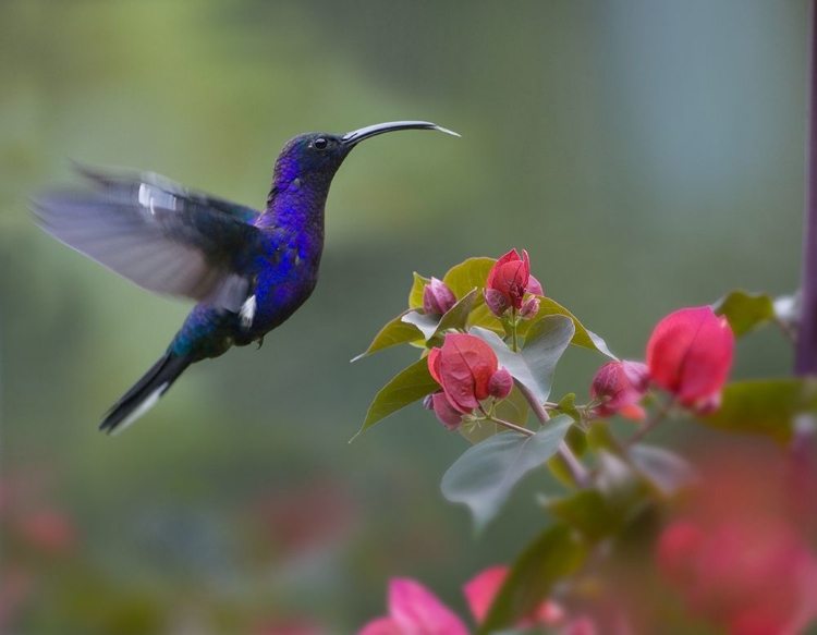 Picture of VIOLET SABREWING HUMMINGBIRD