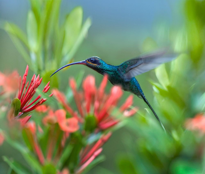 Picture of GREEN HERMIT HUMMINGBIRD