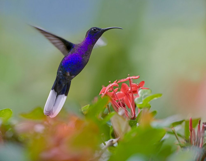 Picture of VIOLET SABREWING HUMMINGBIRD