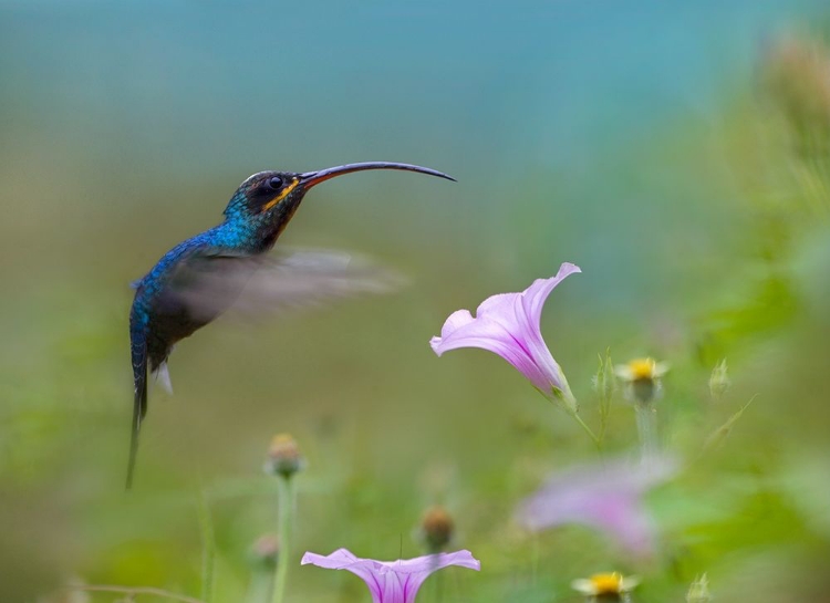 Picture of GREEN HERMIT HUMMINGBIRD