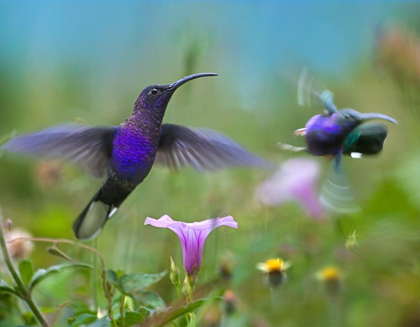 Picture of VIOLET SABREWING HUMMINGBIRDS