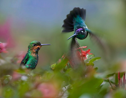 Picture of GREEN CROWNED BRILLIANT AND MAGNIFICENT