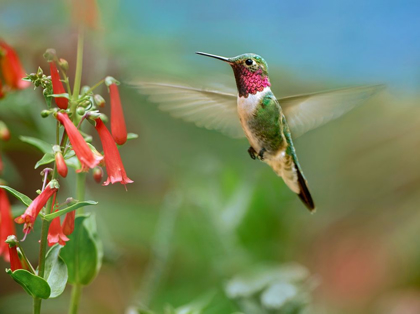 Picture of BROAD TAILED HUMMINGBIRD AT SCARLET BUGLER PENSTEMON