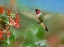 Picture of BROAD TAILED HUMMINGBIRD AT SCARLET BUGLER PENSTEMON