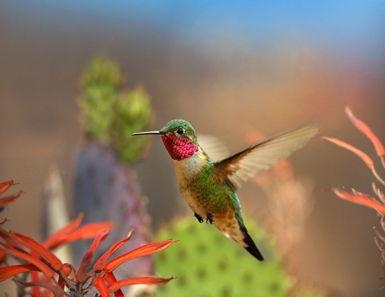 Picture of BROAD TAILED HUMMINGBIRD