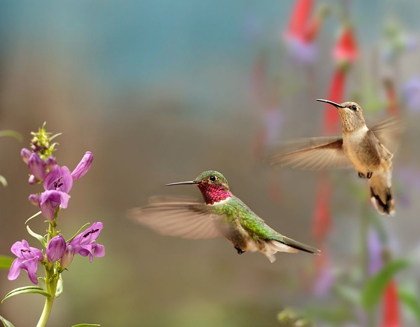 Picture of BROAD TAILED HUMMINGBIRDS