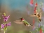 Picture of BROAD TAILED HUMMINGBIRDS
