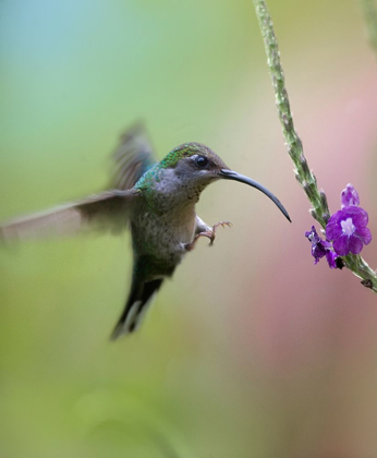 Picture of VIOLET SABREWING HUMMINGBIRD FEMALE