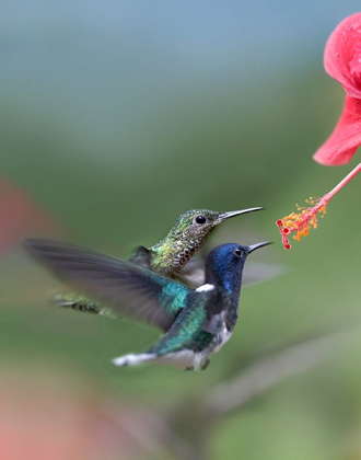 Picture of WHITE NECKED JACOBIN HUMMINGBIRDS AT HIBISCUS