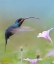 Picture of GREEN HERMIT HUMMINGBIRD 