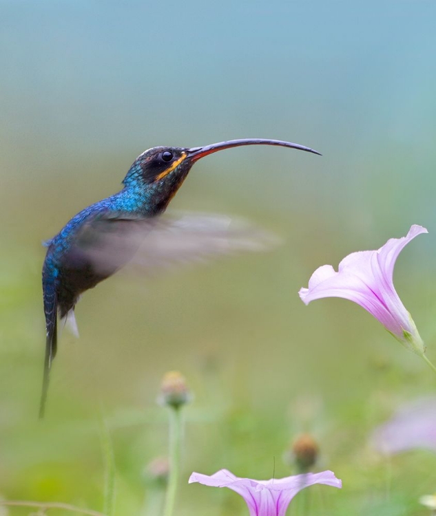 Picture of GREEN HERMIT HUMMINGBIRD 