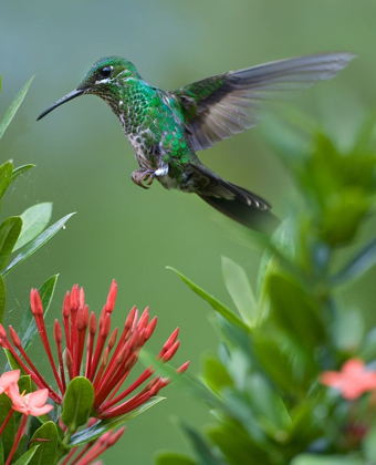 Picture of GREEN CROWNED BRILLIANT HUMMINGBIRD