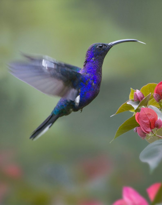 Picture of VIOLET SABREWING HUMMINGBIRD