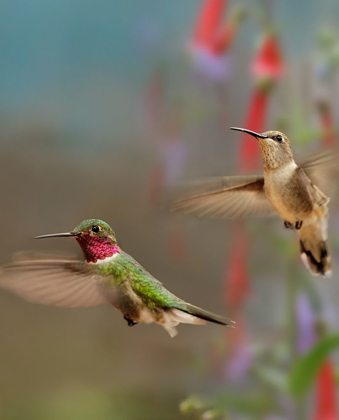 Picture of BROAD TAILED HUMMINGBIRDS