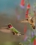 Picture of BROAD TAILED HUMMINGBIRDS