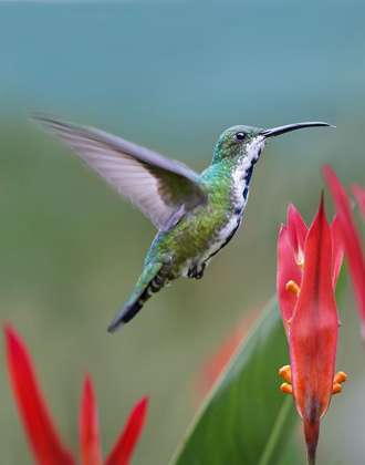 Picture of GREEN BREASTED MANGO HUMMINGBIRD