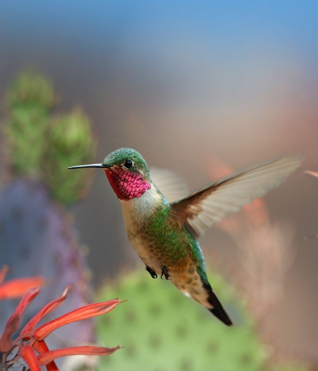 Picture of BROAD TAILED HUMMINGBIRD