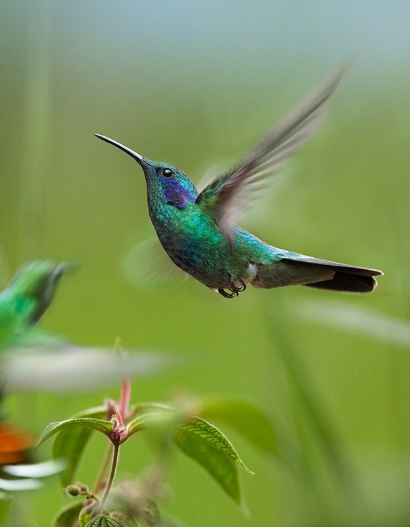 Picture of GREEN VIOLET EAR AND GREEN BREASTED MANGO HUMMINGBIRDS