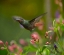 Picture of RUFOUS TAILED HUMMINGBIRD