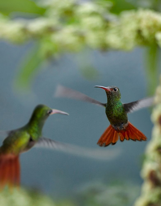 Picture of RUFOUS TAILED HUMMINGBIRD