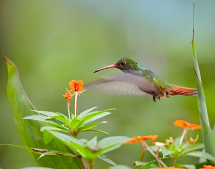 Picture of RUFOUS TAILED HUMMINGBIRD