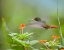 Picture of RUFOUS TAILED HUMMINGBIRD