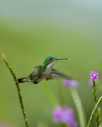Picture of ANDEAN EMERALD HUMMINGBIRD
