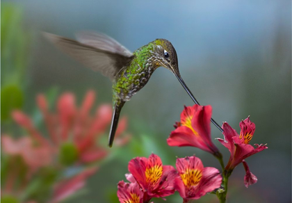 Picture of SWORD BILLED HUMMINGBIRD