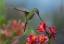 Picture of SWORD BILLED HUMMINGBIRD