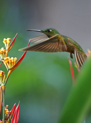 Picture of FAWN BREASTED BRILLIANT HUMMINGBIRD