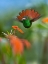 Picture of RUFOUS TAILED HUMMINGBIRD