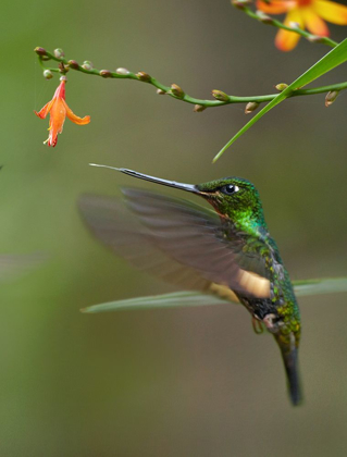 Picture of BUFF WINGED STARFRONTLET HUMMINGBIRDS