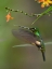 Picture of BUFF WINGED STARFRONTLET HUMMINGBIRDS