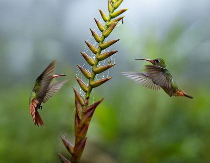 Picture of RUFOUS TAILED HUMMINGBIRDS