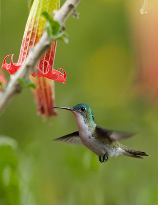 Picture of ANDEAN EMERALD HUMMINGBIRD