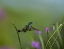 Picture of ANDEAN EMERALD HUMMING BIRD