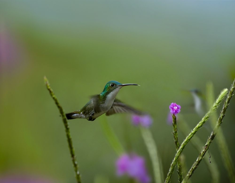 Picture of ANDEAN EMERALD HUMMING BIRD