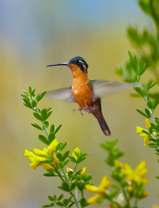 Picture of GRAY TAILED MOUNTAIN GEM HUMMINGBIRD