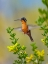 Picture of GRAY TAILED MOUNTAIN GEM HUMMINGBIRD