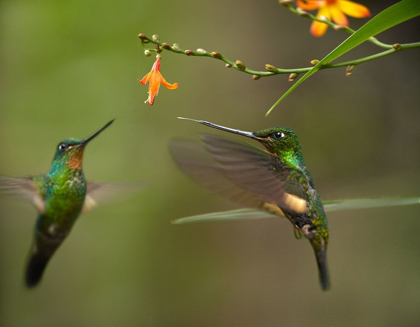 Picture of BUFF WINGED STARFRONGTLET HUMMINGBIRDS